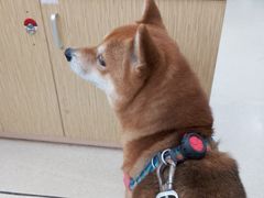 -爱侣宠医·鹦鹉专科·小型哺乳类·异宠专科(灵石路店)