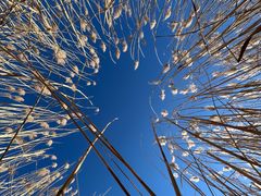 -野鸭湖国家湿地公园