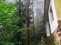 -天目山大树王景区