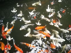 -南宫五洲植物乐园