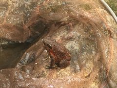 -碓臼峪自然风景区