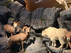 -贝林大翅鲸简餐厅(国家海洋博物馆店)