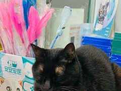 -安安宠医·臻爱宠物医院·宠保定点(营门口路分院)