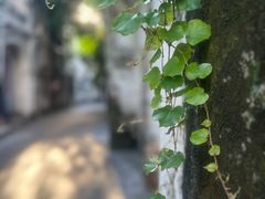 -赤坎老街