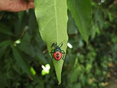 -中国科学院西双版纳热带植物园