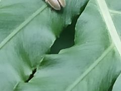-上海大自然野生昆虫馆(东方明珠·爬宠昆虫探索中心)