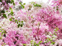 -深圳国际园林花卉博览园