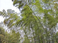 -宜兴龙背山森林公园