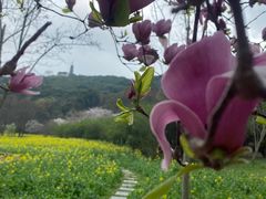 -苏州上方山国家森林公园
