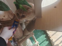 -唐小姐の私宠·宠物洗护美容·撸猫馆·购宠(周浦万达旗舰店)