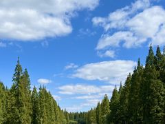 -黄海国家森林公园