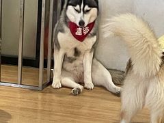 -Husky Go! 哈士奇体验馆·宠物咖啡厅狗咖
