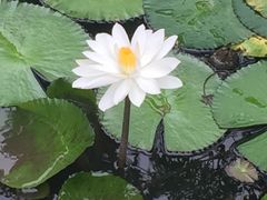 -燕晗山郊野公园