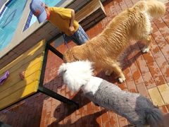 -趣玩宠物乐园寄养训犬训狗游泳池