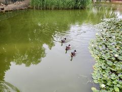 -古塔公园