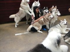 -TrueLove @ Neverland (Husky Cafe)