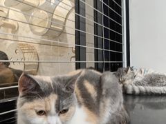 -楼上猫咖(罗湖店)