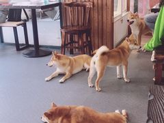 -柴源莊·柴小宠柴犬咖啡