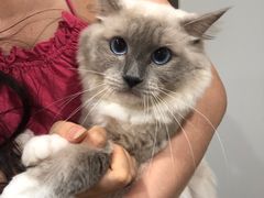 -楼上猫咖(罗湖店)