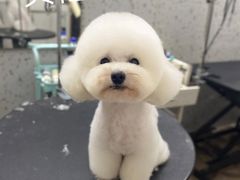 -佳雯宠物医院·皮肤科·内外科(春晓路分院)