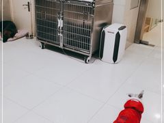 -申普宠物医院·心脏介入·心血管微创(总院)