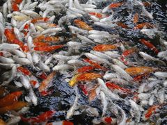 -南宫五洲植物乐园