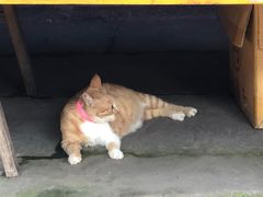 -尧坝古镇