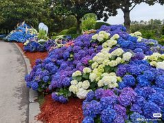 -上海鲜花港