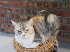 -豆逗聊愈猫阁Easy Life