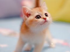 -Bastet sally猫舍购宠(静安店)