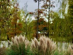-贡湖湾湿地公园