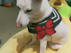 -逗柴咖啡屋·狗咖猫咖宠物桌游