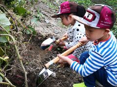 -樂桃源奉贤黄桃种植采摘基地