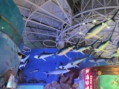 -烟台海昌鲸鲨海洋公园