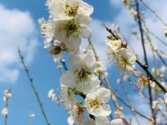 -广州市流溪河国家森林公园