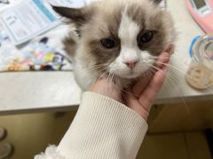 -格蕾宠物医院24H·猫科·肿瘤科·骨科中心(福州总院)