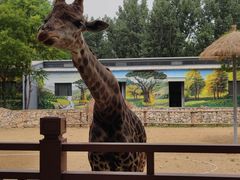 -北京野生动物园