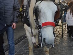 -布鲁塞尔大广场