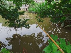 -南汇新场正宗水蜜桃采摘