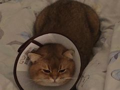 -宠颐生宠物医院·骨外科·犬猫全科诊疗中心(池州店)