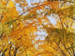 -三里屯东五街银杏大道