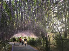 -大塘金香草谷