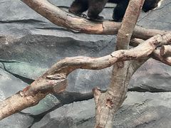 -武汉动物园