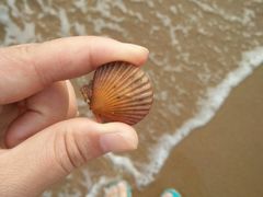 -海滨浴场