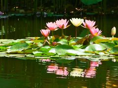 -陈家山荷花公园