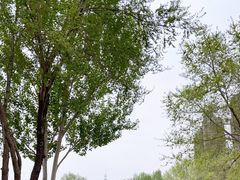 -长白岛森林公园