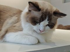-怪兽屋·羊驼·猫咖·狗咖(俊华广场店)
