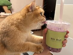 -KOI PLUS(成都万象城店)
