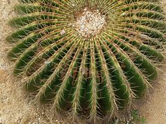 -东莞植物园