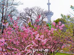 -南京古林公园